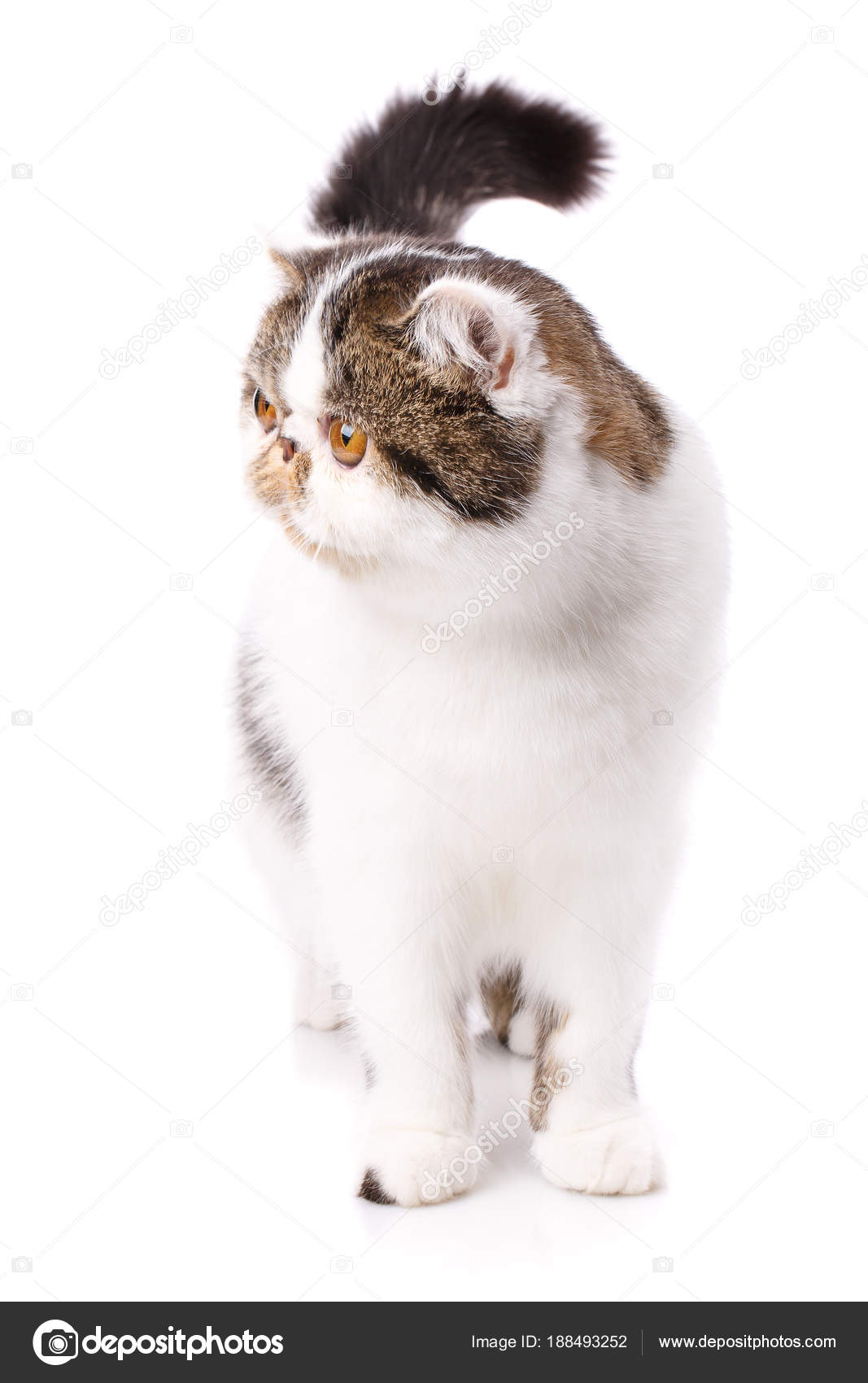 Beautiful Purebred Cat Kitten Portrait Of Exotic Cat Stock