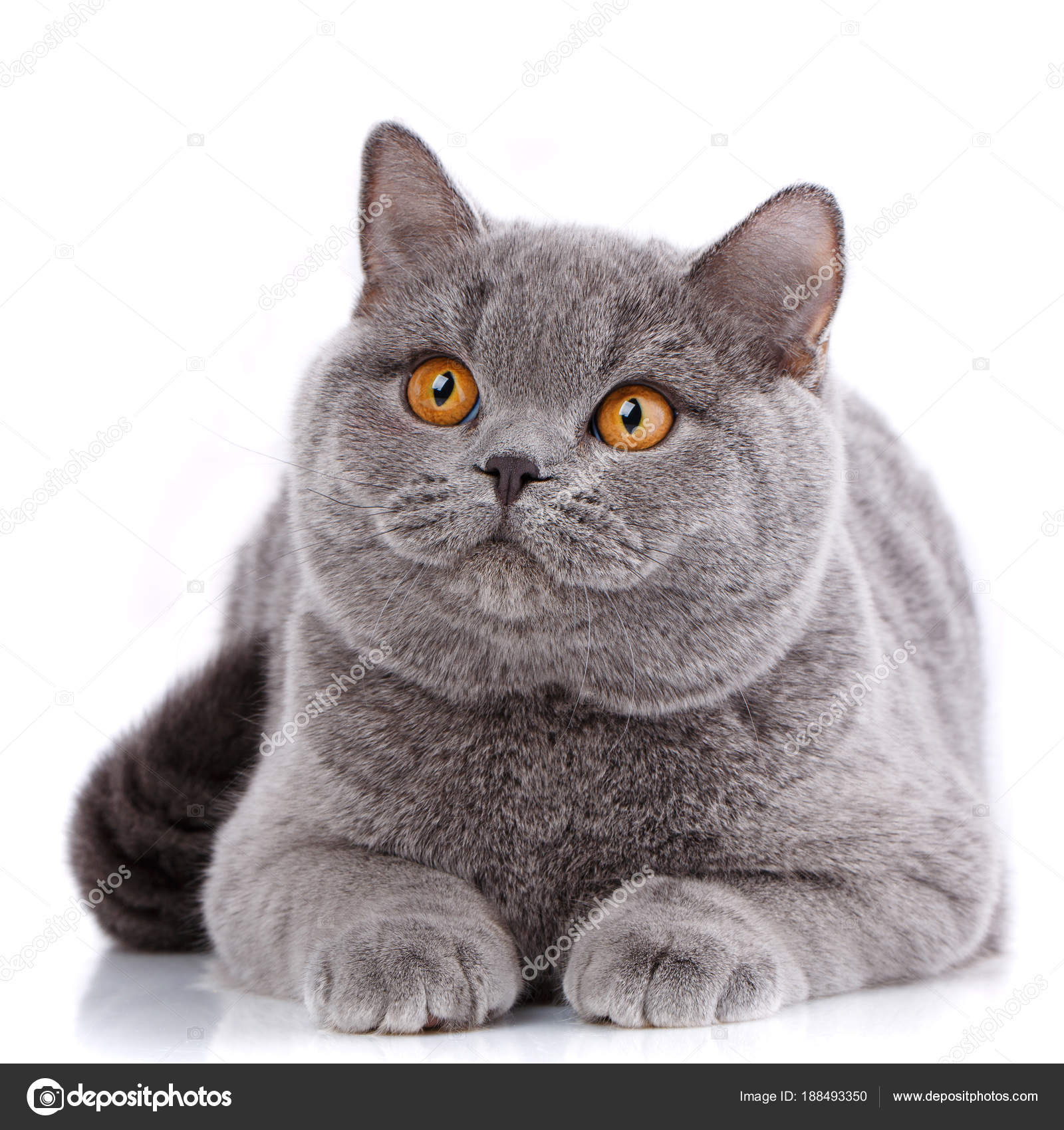 Chat Gris De Portrait Britannique Droites Avec Des Yeux