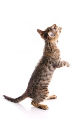 Beyaz bir arka plan üzerinde yavru kedi. Arka ayakları üzerinde kedidir. Beyaz bir arka plan üzerinde oynak bir yavru kedi.