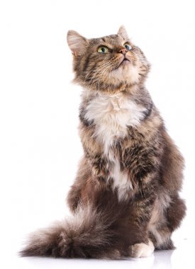 Bir evsiz kedi portresi. Kedi doğurmak olmadan. Talihsiz kedi yardıma ihtiyacı var.