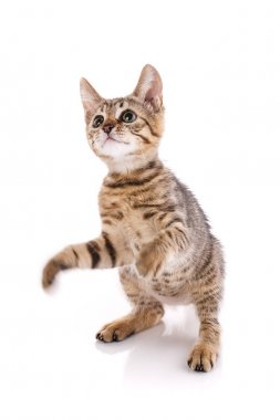 Beyaz bir arka plan üzerinde yavru kedi. Arka ayakları üzerinde kedidir. Beyaz bir arka plan üzerinde oynak bir yavru kedi.