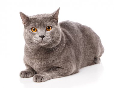 Sarı gözlü gri Chartreux kedi