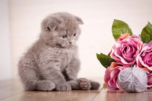 Кэт. Играет котенок. Игра с цветами . — стоковое фото
