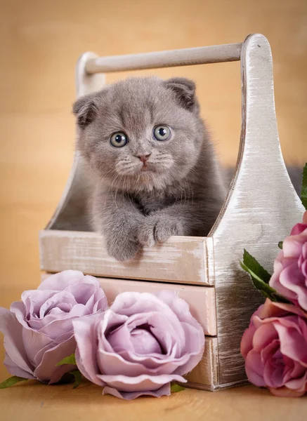 Gray Scottish Fold Kitten portrait. The kit looks out of its box. Flower decor. — Stock Photo, Image