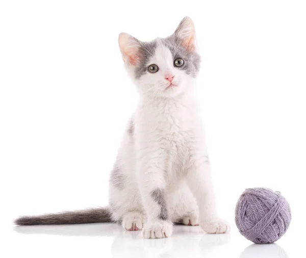 O gato é isolado em branco. gatinho é jogado com uma bola de fio . — Fotografia de Stock