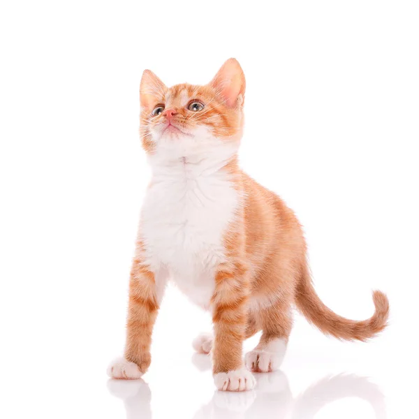 Pequeño gatito rojo sobre un blanco —  Fotos de Stock