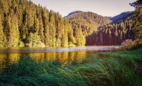森の中の湖。高層林湖。松の木の森林湖を水します。. — ストック写真
