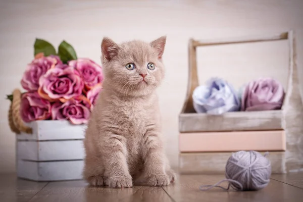 Gato de Escocia, gatito. Pequeño gatito juguetón con bola de hilos — Foto de Stock