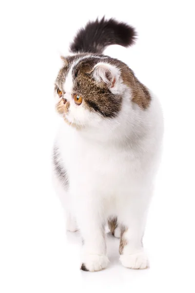 Hermoso gato de pura raza. Gatito - retrato de gato exótico —  Fotos de Stock