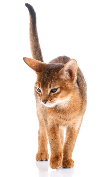 Portrait Redhead abyssyn cat — Stock Photo, Image