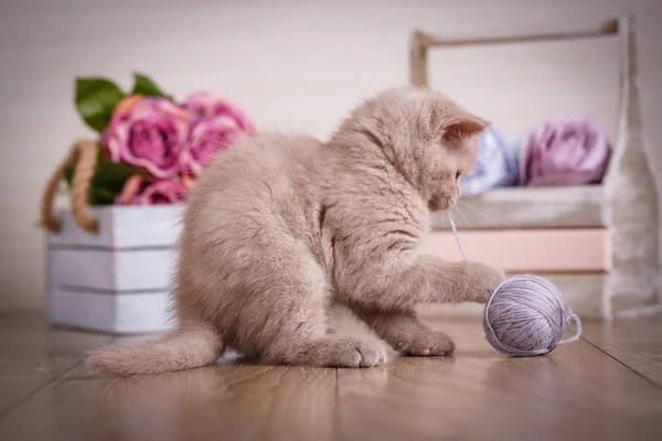 Scotland cat, kitten. Little playful kitten with ball of threads — Stock Photo, Image