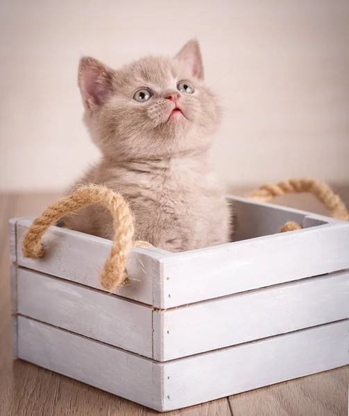 Scottish Fold Kitten thuis — Stockfoto