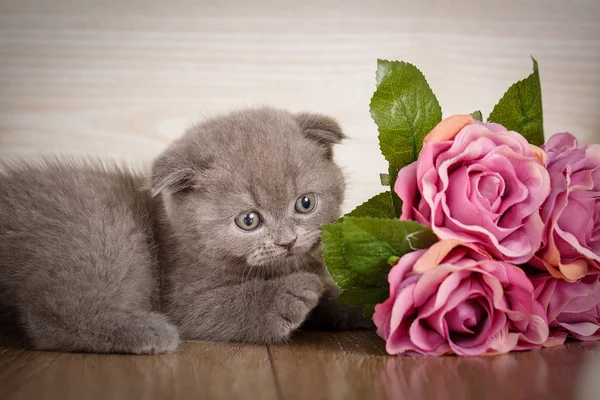 Kleine speelse Schotse kitten spelen met flofer van roos — Stockfoto