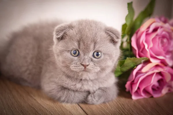 Bir takvimle kediler için kedi İskoç Fold yavru kedi resim — Stok fotoğraf