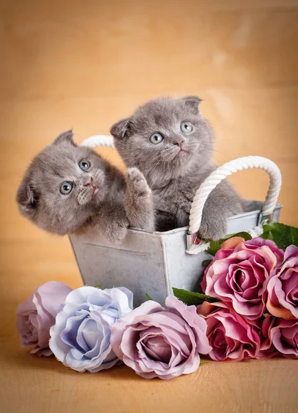Gatitos, gato escocés. Un par de gatos cerca de flores . — Foto de Stock