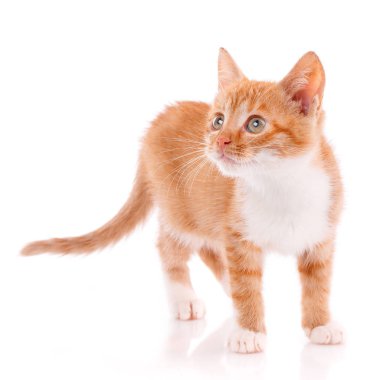 Bir beyaz üzerine kırmızı oynak yavru kedi