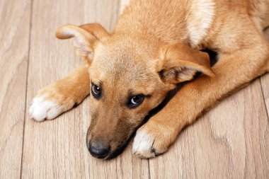 Dişileştirilmiş köpek portresi. Kafasını bükme ve kederli.