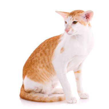 Oryantal kedi BI renk kırmızı ve yeşil gözlü beyaz portre.