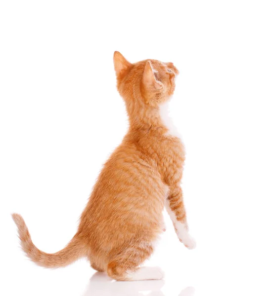 Cute orange kitten looking up. — Stock Photo, Image