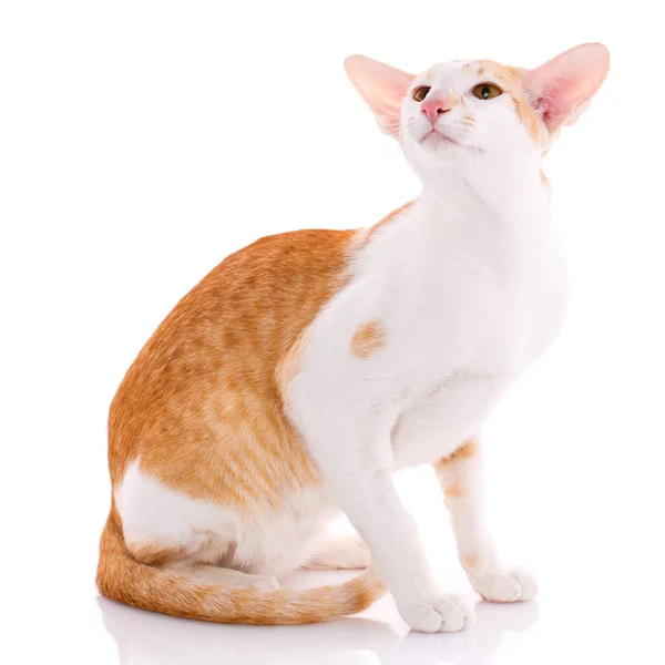 Orientalne cat peterbald czerwony kociak — Zdjęcie stockowe