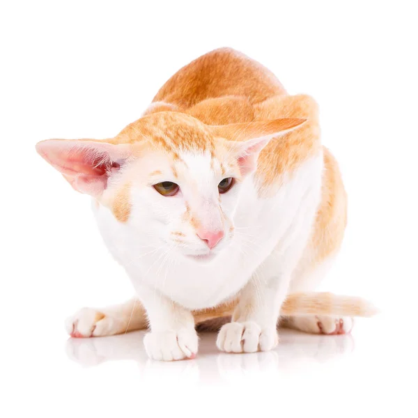 Porträt einer orientalischen Katze bi-color rot-weiß mit grünen Augen. — Stockfoto