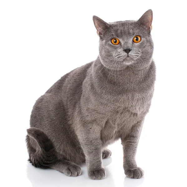 Chartreux kat op een witte achtergrond. — Stockfoto