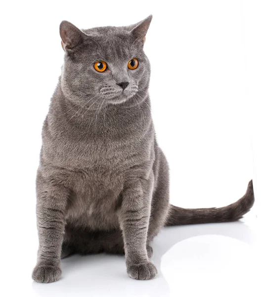 Graue Chartreux Katze mit gelben Augen — Stockfoto