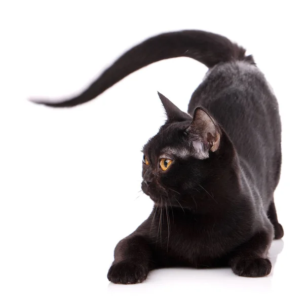 Gato birmano negro sobre un fondo blanco — Foto de Stock