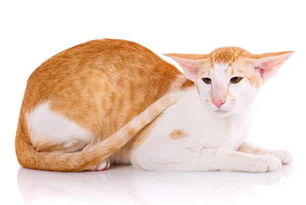 Oosterse redhair kat liggend op wit — Stockfoto