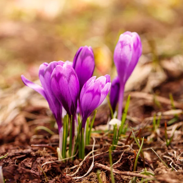 Bloesem van Krokussen in het voorjaar in de bergen. — Stockfoto