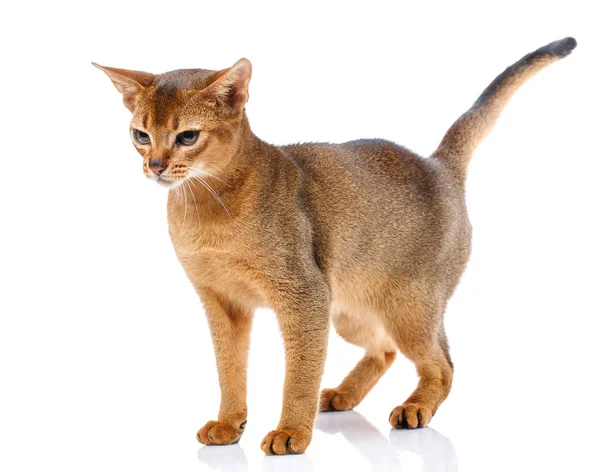 Pelirroja abyssyn gato en un blanco — Foto de Stock