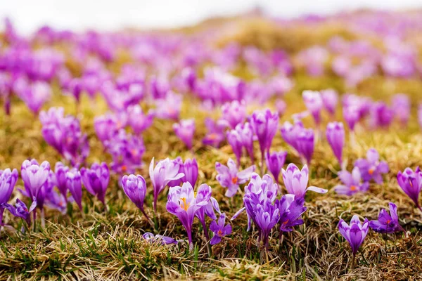 一组紫色的番红花花在春天的草地上。番红花开花. — 图库照片