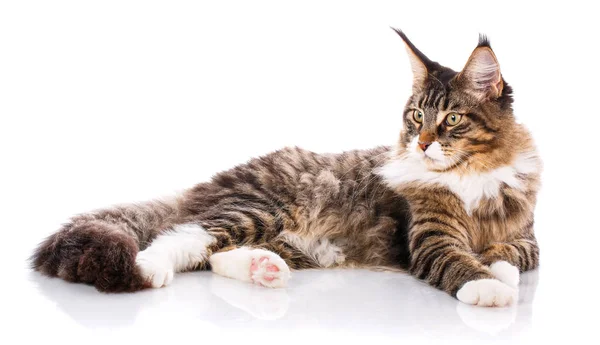 Maine Coon. Un gato grande. Maine Coon. — Foto de Stock