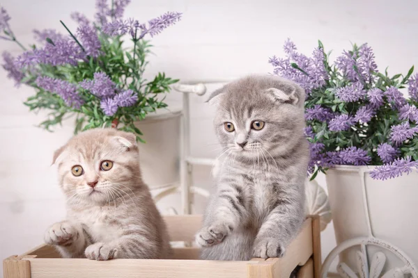 Des chats de race pure. Les animaux. Quelques chatons drôles — Photo