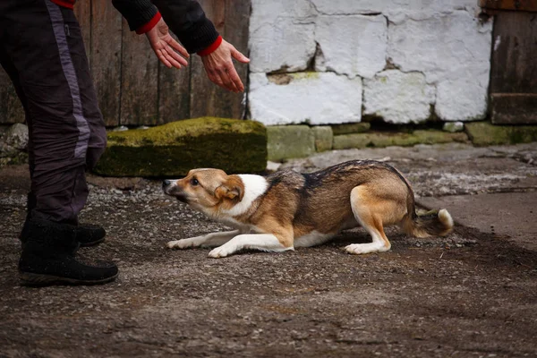 Pes vystrašený bezdomovci na ulici. — Stock fotografie