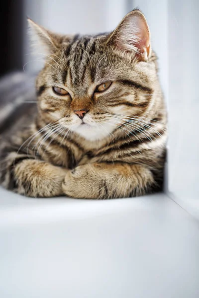 Een portret van de gestreepte Britse kat. — Stockfoto