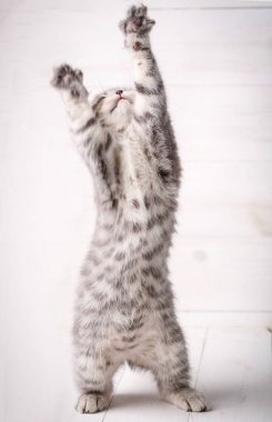 İskoç kedi yavrusu ayakta onun arka ayakları üzerinde uzanır..