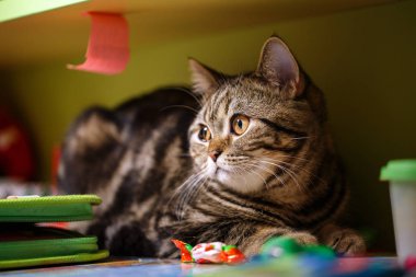 İngiliz kedi Ofis Masası üzerinde yalan söylüyor.