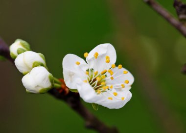 bir ağaç dalı üzerinde bahar kiraz çiçeği