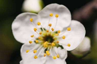 Genç Erik çiçeği