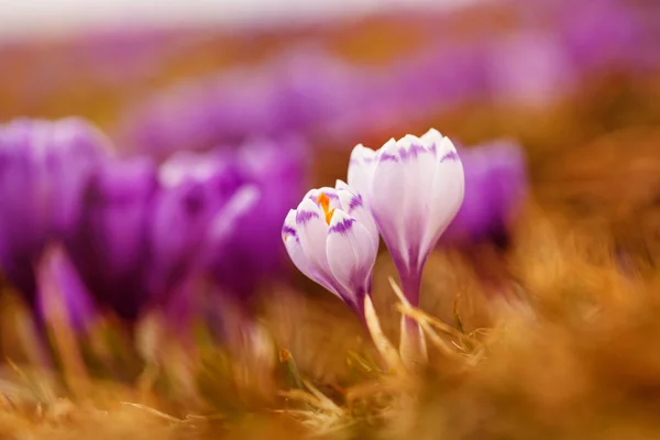 Spring flowers. Blooming white crocuses in mountains. — Stock Photo, Image