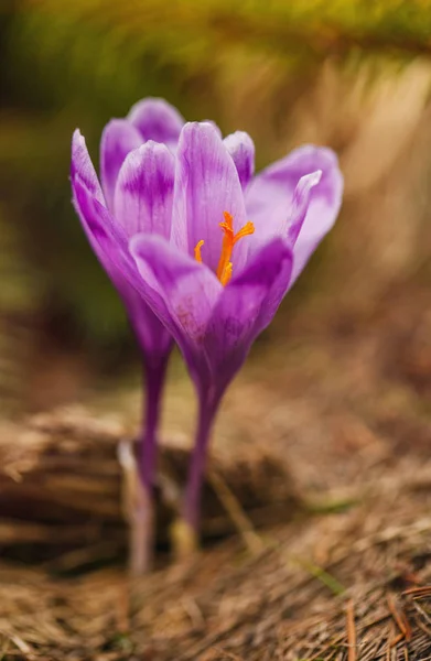 美丽的第一春花。近距离盛开的紫色番红花在山上的看法. — 图库照片