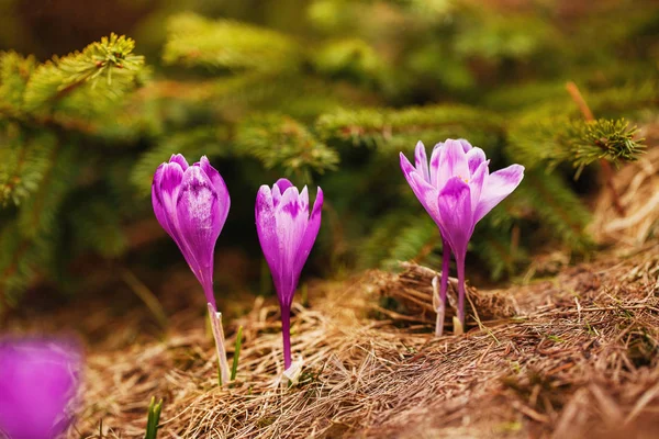 美しい春の最初の花。山中に咲く紫クロッカスのクローズ アップの眺め. — ストック写真