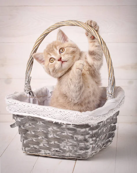 Scottish Fold gatito en una cesta de rosas . — Foto de Stock