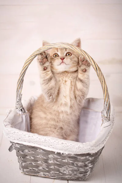 Scottish Fold gatito en una cesta de rosas . — Foto de Stock