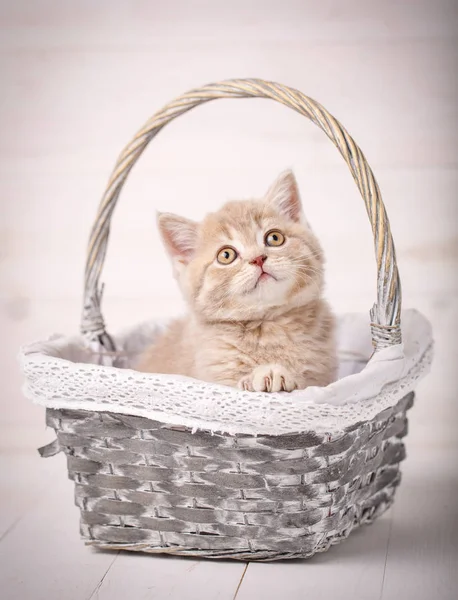 Dulce escocés color crema gatito sentado en una canasta de mimbre. Retrato de un gato. Gato en casa — Foto de Stock