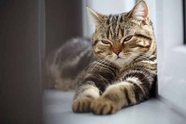 De kat die rusten op de vensterbank. — Stockfoto