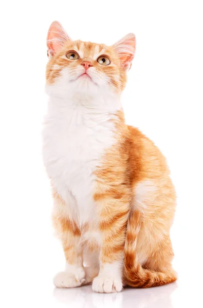 Gatinho laranja bonito olhando para cima . — Fotografia de Stock