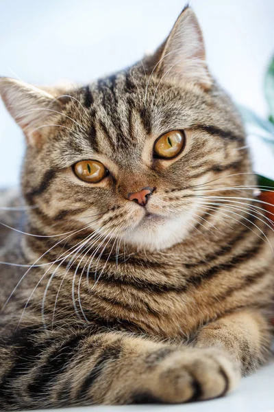 Porträt der britischen Katze aus nächster Nähe. Vollblutkatze. — Stockfoto