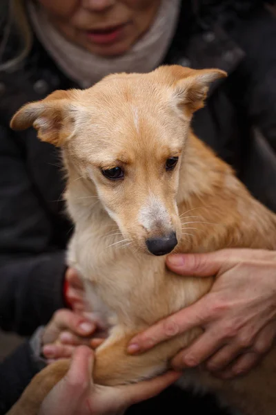 Una veterinaria aiuta un cane randagio. Aiuto per gli animali senzatetto . — Foto Stock